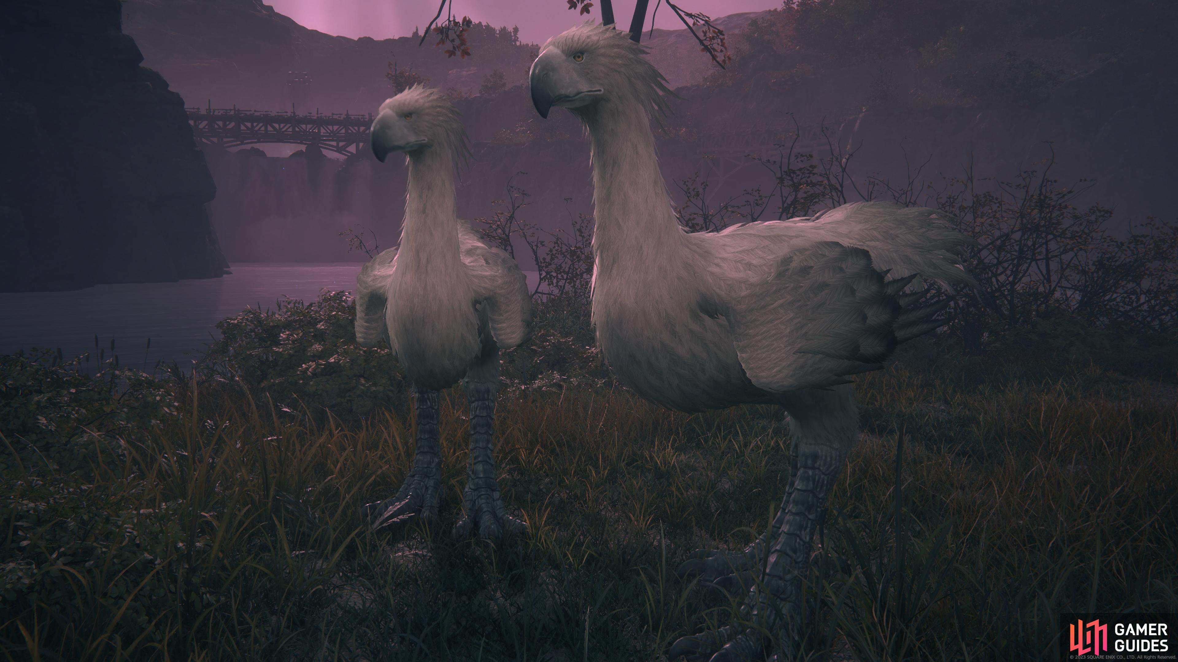 Two rare silver !Chocobos near !Martha’s Rest.