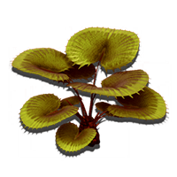 carnivourous_bush_NMS.png