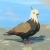 "Sky Pigeon" icon