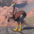 "Eldin Ostrich" icon