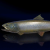 "Lambent Trout" icon