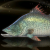 "Mighty Barramundi" icon