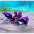 "Clincher Crab" icon